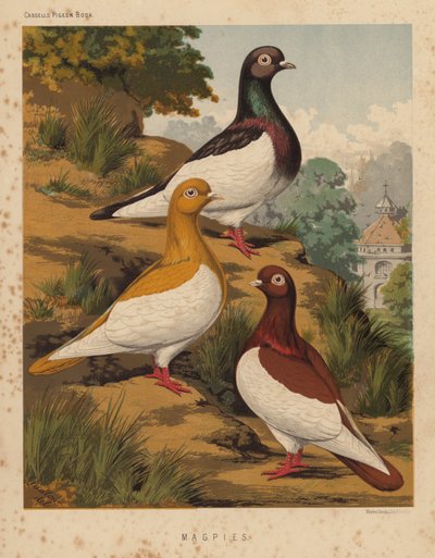 Gołębie: Sroki (kolor lito) autorstwa J. W. (after) Ludlow