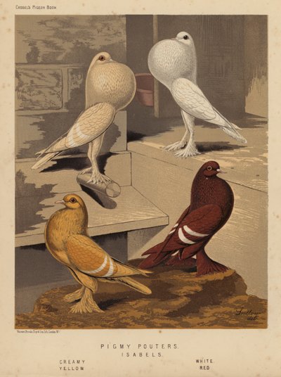 Gołębie: Pigmy Pouters; Isabels, kremowy, biały, żółty, czerwony (kolor lito) autorstwa J. W. (after) Ludlow