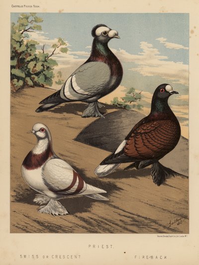 Gołębie: Ksiądz; szwajcarski lub półksiężyc; Fire-Back (kolor lito) autorstwa J. W. (after) Ludlow