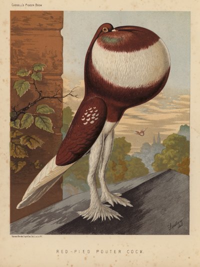 Gołębie: Kurczak poutecki (kolor lito) autorstwa J. W. (after) Ludlow