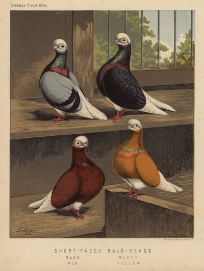 Gołębie: Łyse głowy z krótkimi twarzami, niebieskie, czarne, czerwone, żółte (kolor lito) autorstwa J. W. (after) Ludlow