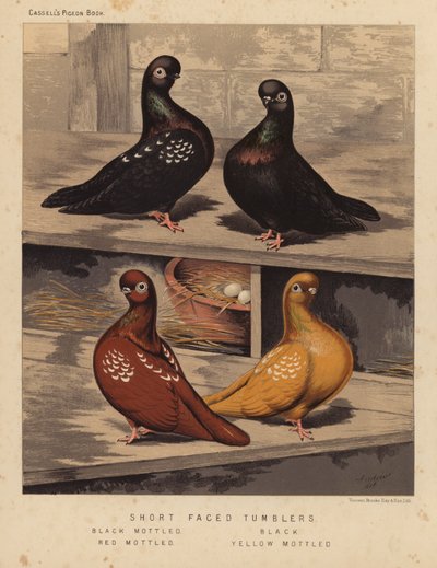 Gołębie: kubki z krótkimi twarzami, czarne nakrapiane, czarne, czerwone nakrapiane, żółte nakrapiane (kolor lito) autorstwa J. W. (after) Ludlow