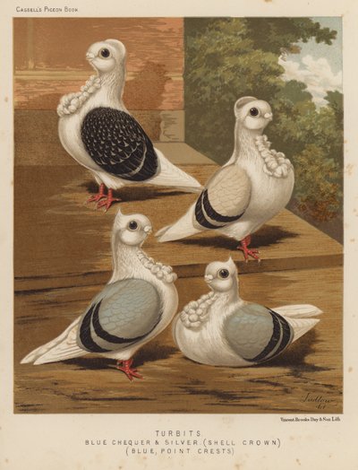 Gołębie: Turbits, Blue Checker and Silver, Shell Crown, Blue, Point Crests (kolor lito) autorstwa J. W. (after) Ludlow