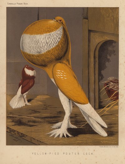 Gołębie: żółto-pied pouter cock (kolor lito) autorstwa J. W. (after) Ludlow