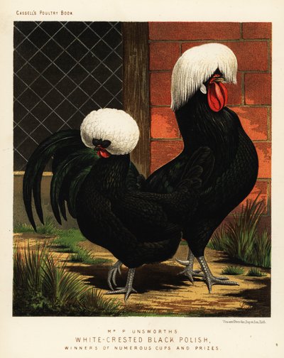 Kury polskie z białym grzywą autorstwa J. W. (after) Ludlow