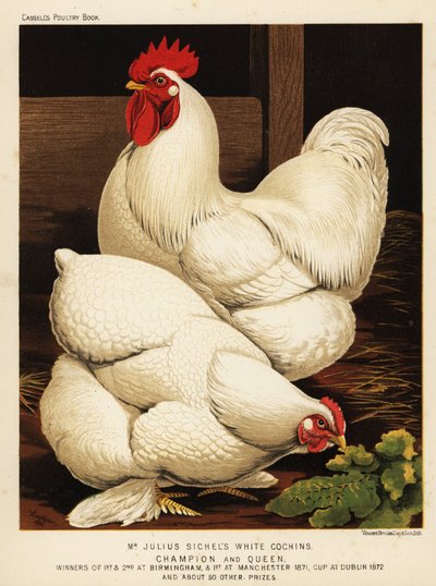 Biały kogut i kura Cochin autorstwa J. W. (after) Ludlow