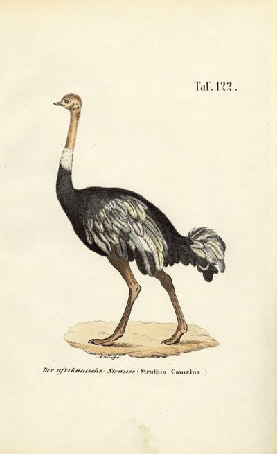 Struś afrykański autorstwa J. W. Tenhaeff