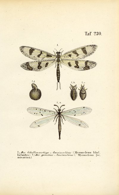  autorstwa J. W. Tenhaeff