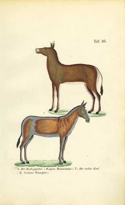 Dzikie konie azjatyckie: Dziggetai i Onager autorstwa J. W. Tenhaeff