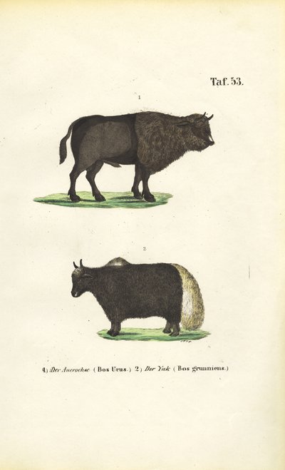 Tury i jaki autorstwa J. W. Tenhaeff