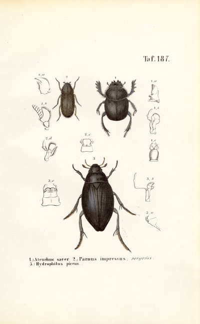  autorstwa J. W. Tenhaeff
