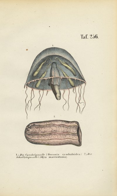 Meduza dzwonowa i meduza baryłkowa autorstwa J. W. Tenhaeff