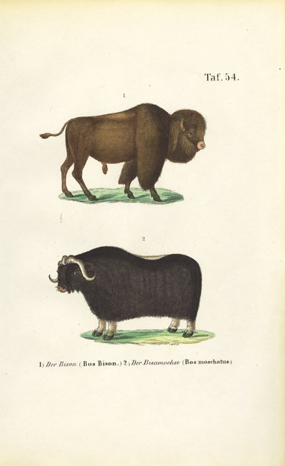  autorstwa J. W. Tenhaeff