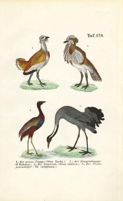 Bustardy i żurawie autorstwa J. W. Tenhaeff