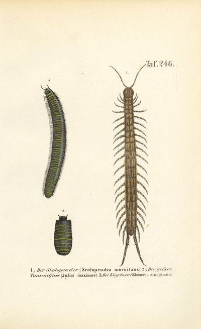  autorstwa J. W. Tenhaeff