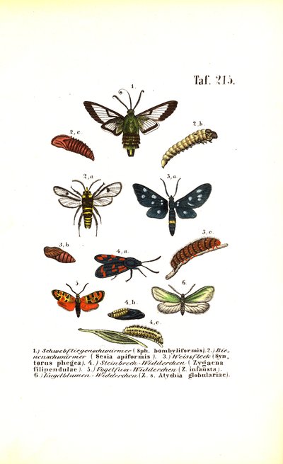  autorstwa J. W. Tenhaeff