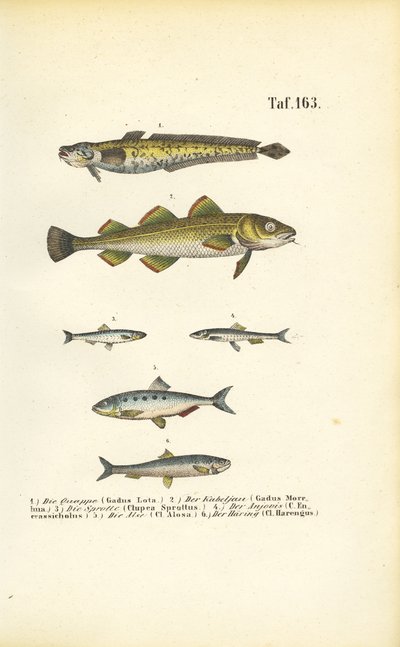 Ryby handlowe z rodziny dorszowatych i śledziowatych autorstwa J. W. Tenhaeff