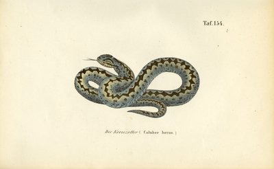 Wspólny europejski adder autorstwa J. W. Tenhaeff