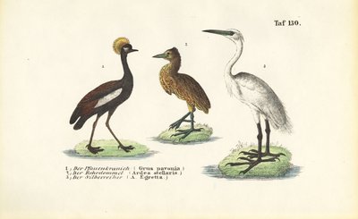 Żurawie i czaple autorstwa J. W. Tenhaeff