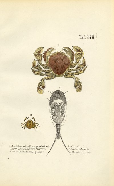Skorupiaki i krewetki kijanki autorstwa J. W. Tenhaeff