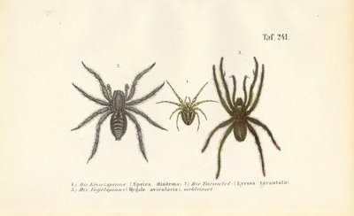  autorstwa J. W. Tenhaeff