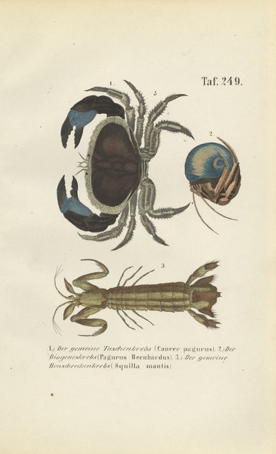 Różne gatunki skorupiaków morskich autorstwa J. W. Tenhaeff