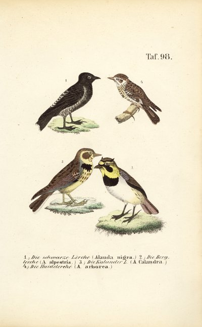 Różne gatunki skowronków autorstwa J. W. Tenhaeff