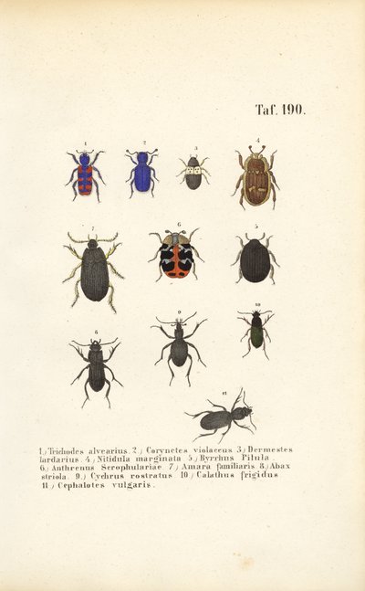 Różnorodność europejskich gatunków chrząszczy autorstwa J. W. Tenhaeff