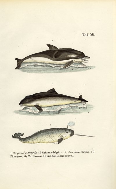 Delfiny i narwal autorstwa J. W. Tenhaeff