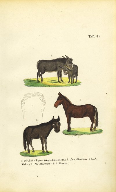 Osioł domowy, muł i kuc autorstwa J. W. Tenhaeff