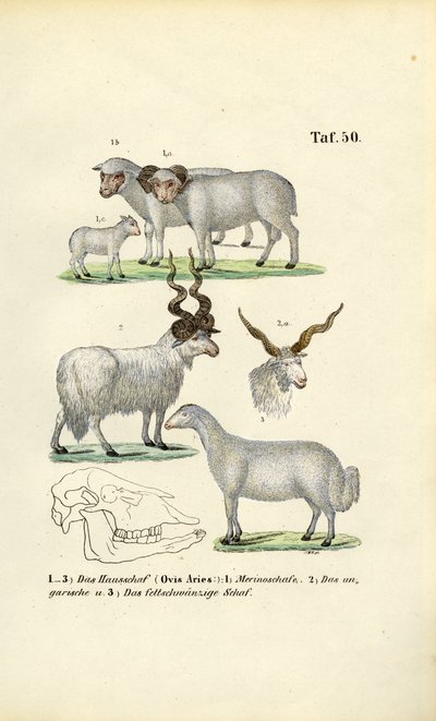  autorstwa J. W. Tenhaeff