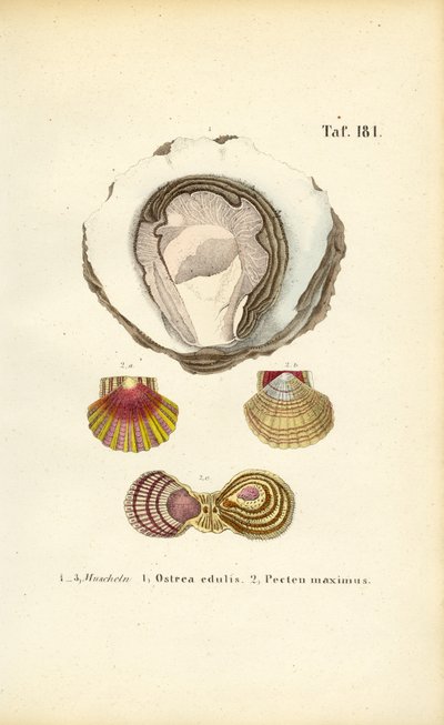 Jadalne ostrygi i przegrzebki autorstwa J. W. Tenhaeff