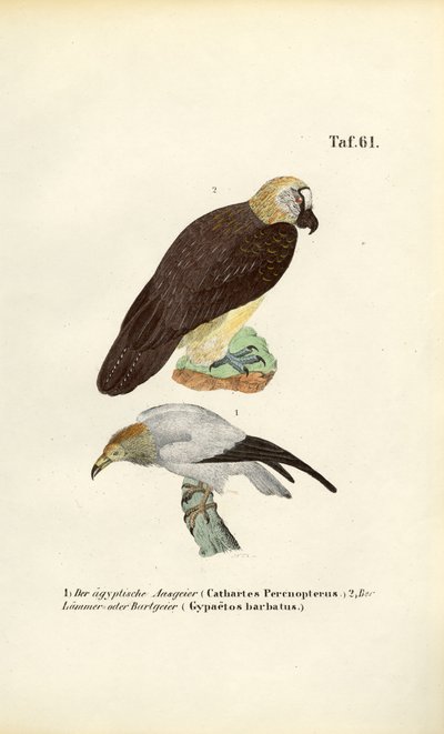  autorstwa J. W. Tenhaeff
