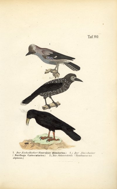 Sójka zwyczajna, dziadek do orzechów i kaczka alpejska autorstwa J. W. Tenhaeff