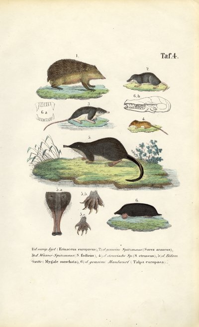 Europejskie owadożerne: Jeż, ryjówki i krety autorstwa J. W. Tenhaeff