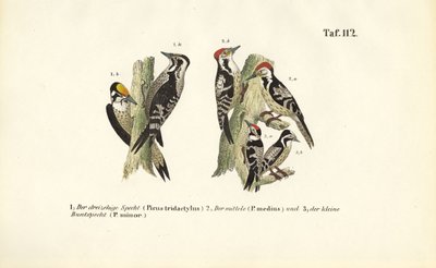 Gatunki dzięciołów europejskich autorstwa J. W. Tenhaeff