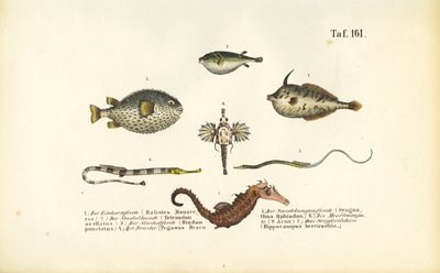 Egzotyczne ryby morskie i konik morski autorstwa J. W. Tenhaeff