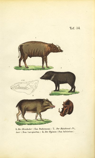 Egzotyczne gatunki świń: Babirusa, pekari obrożny i pekari białobrzuchy autorstwa J. W. Tenhaeff