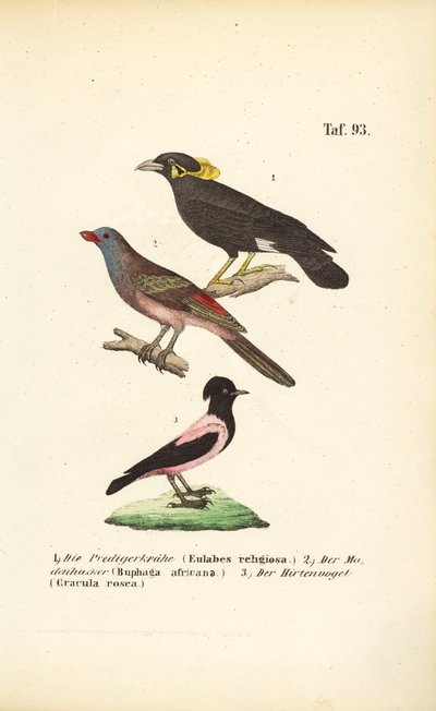  autorstwa J. W. Tenhaeff
