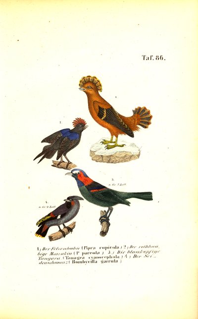  autorstwa J. W. Tenhaeff