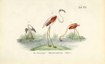  autorstwa J. W. Tenhaeff