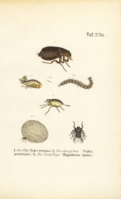  autorstwa J. W. Tenhaeff