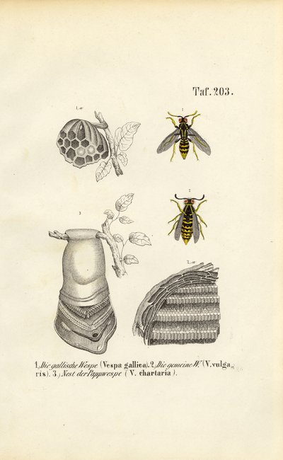  autorstwa J. W. Tenhaeff