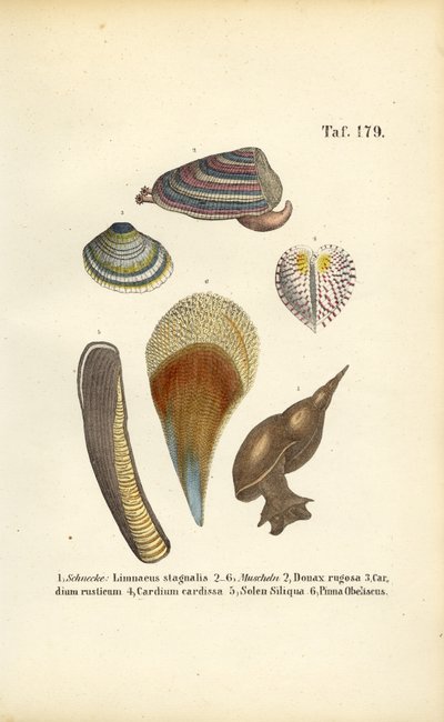 Ślimaki słodkowodne i małże morskie autorstwa J. W. Tenhaeff