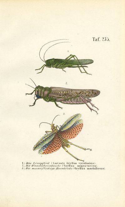  autorstwa J. W. Tenhaeff