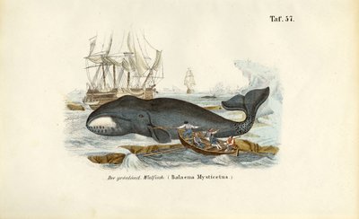 Polowanie na wieloryba grenlandzkiego autorstwa J. W. Tenhaeff