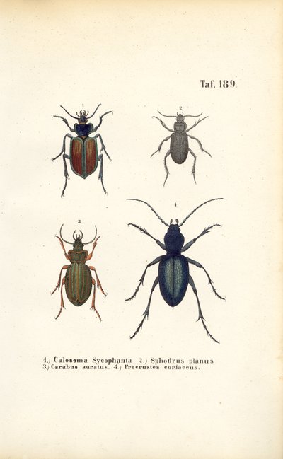 Chrząszcze naziemne z rodzin Carabidae i Platyninae autorstwa J. W. Tenhaeff