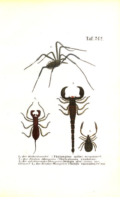 Harvestman i Scorpions autorstwa J. W. Tenhaeff