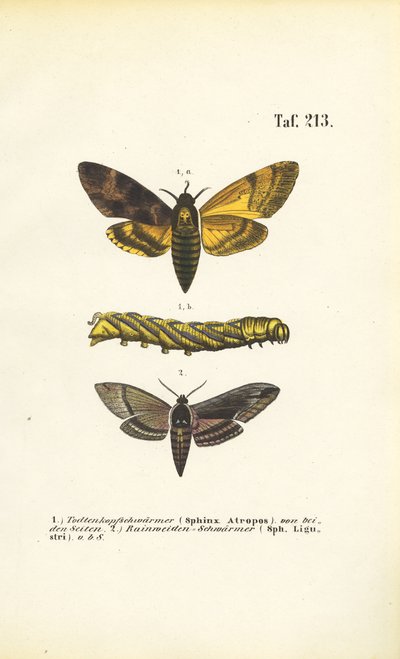 Ćmy jastrzębiowate z rodziny Sphingidae autorstwa J. W. Tenhaeff