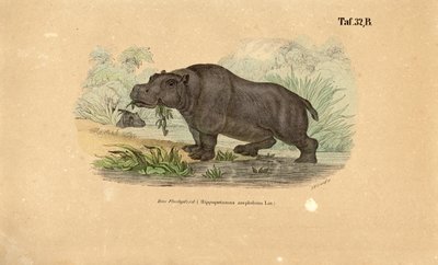  autorstwa J. W. Tenhaeff